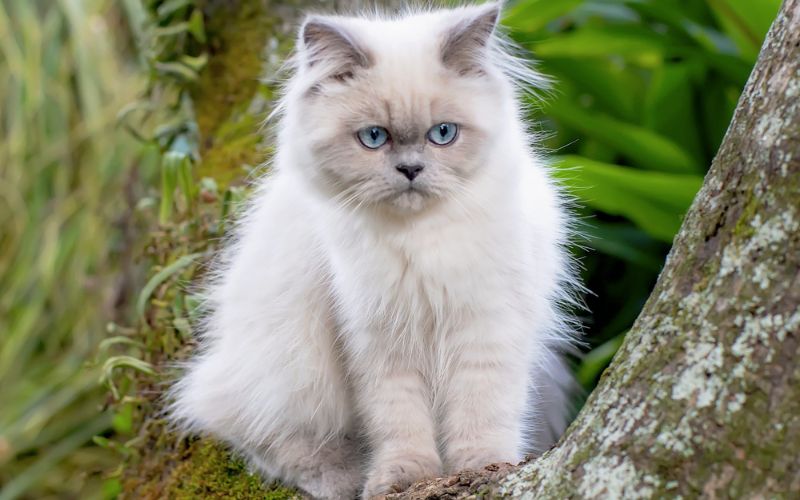 Mèo Himalaya: Nguồn gốc, đặc điểm, cách nuôi, giá bán