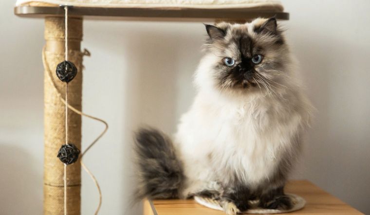 Mèo Himalaya: Nguồn gốc, đặc điểm, cách nuôi, giá bán