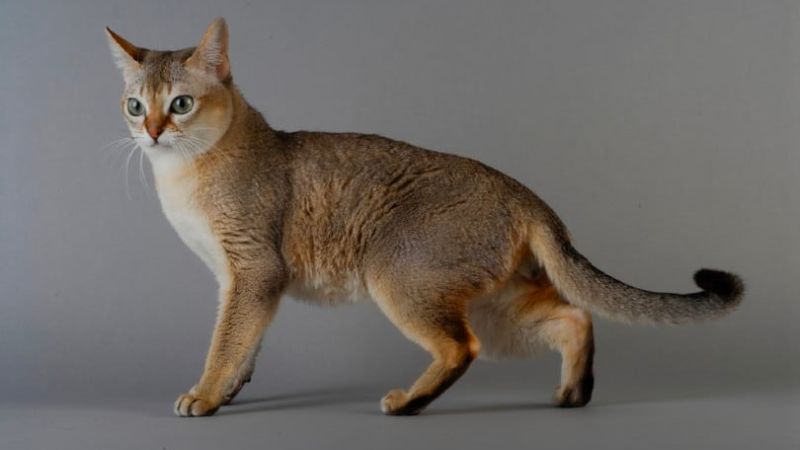 Khám phá nguồn gốc mèo Singapura, đặc điểm, cách nuôi, giá bán