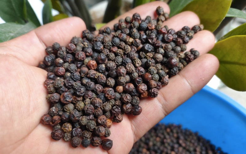 Giá tiêu hôm nay 2/12/2022 trong nước Giá tiêu hôm nay 2/12/2022 trong nước