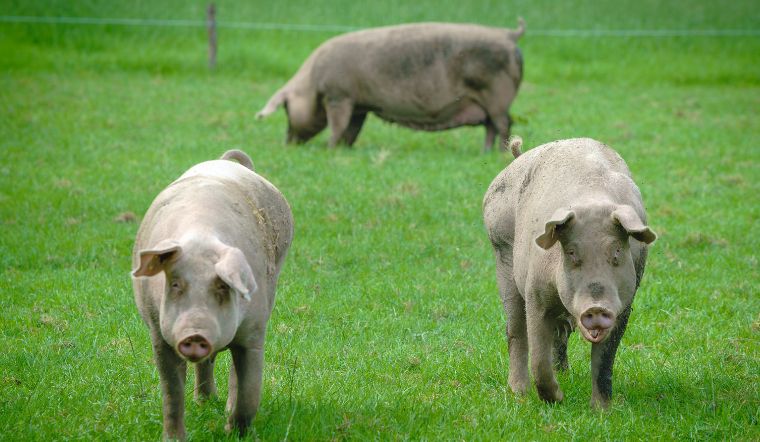 Giá heo hơi hôm nay 2/12/2022: Ghi nhận giảm 1.000 đồng/kg