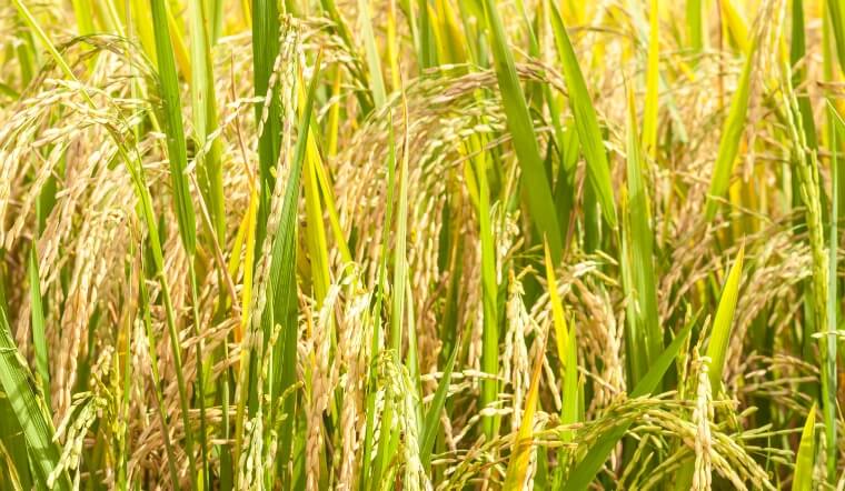 Giá lúa gạo hôm nay 2/12/2022: Lúa IR 50404 tăng 100 đồng/kg