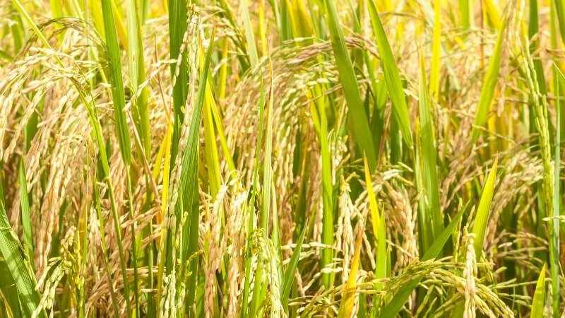 Giá lúa hôm nay 2/12