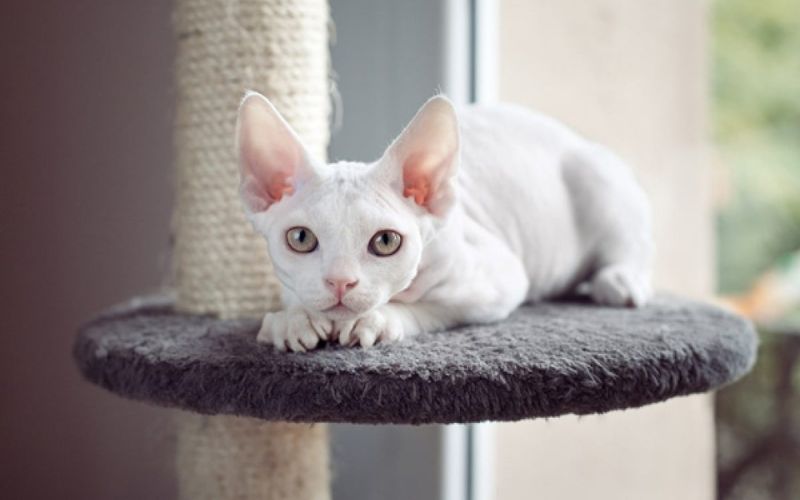 Giống mèo Devon Rex màu trắng