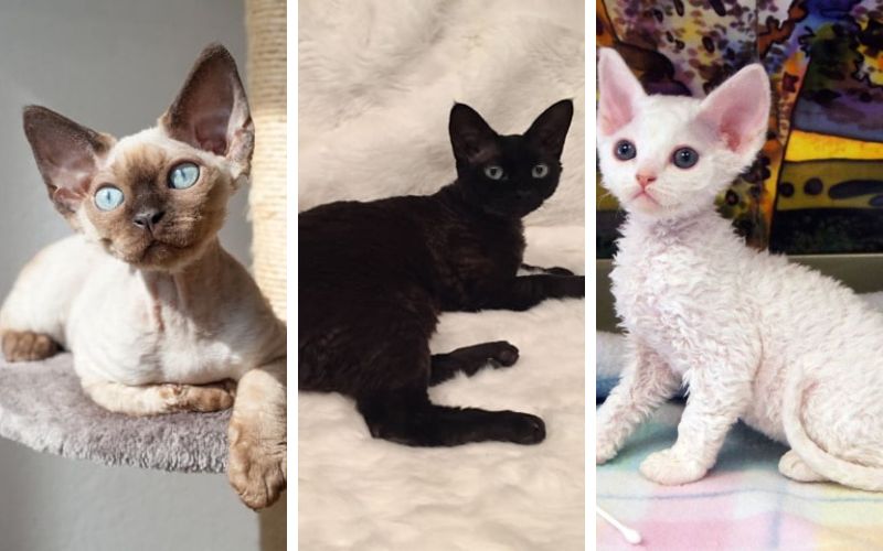 Màu sắc của giống mèo Devon Rex