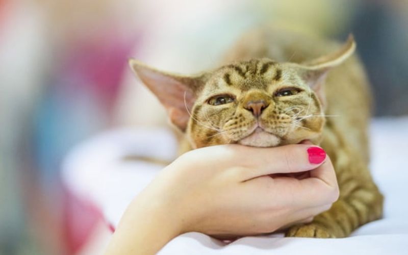 Mèo Devon rex rất gần gũi với chủ