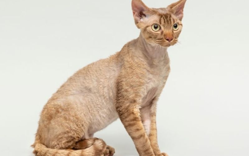 Lưu ý khi mua Mèo Devon Rex