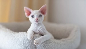 Mèo Devon Rex: Nguồn gốc, đặc điểm, cách nuôi, giá bán