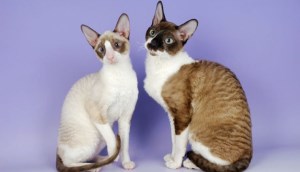 Tìm hiểu nguồn gốc mèo Cornish Rex, đặc điểm, cách nuôi, giá bán