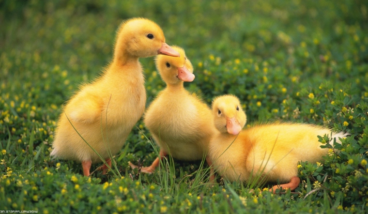 Giá gia cầm hôm nay 03/12/2022: Cuối tuần không biến động