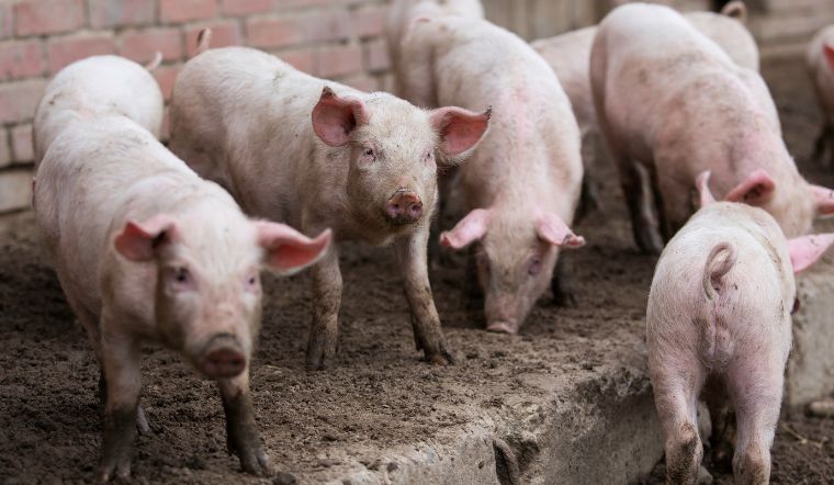 Giá heo hơi hôm nay 3/12/2022: Tăng - giảm nhẹ 1.000 đồng/kg