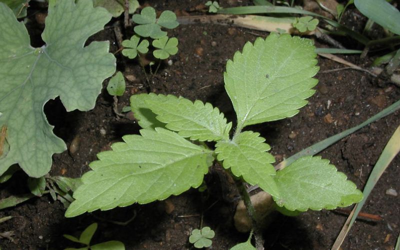 Rau kinh giới cay (Oregano)