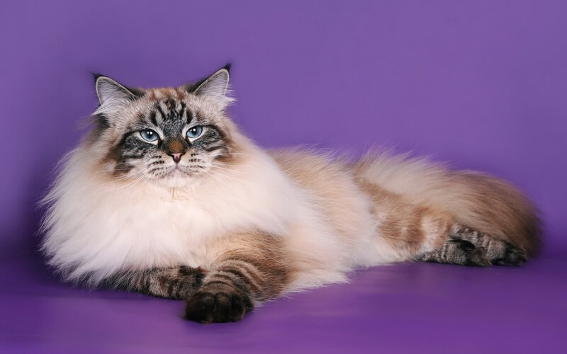 Mèo Siberian là loài mèo rừng ở Nga, ước tính xuất hiện khoảng hơn 1000 năm