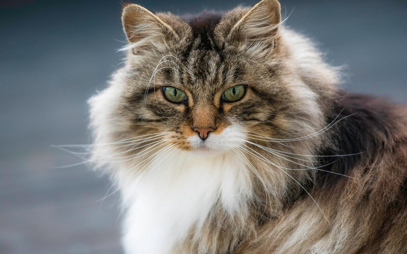 Mèo Siberian nổi tiếng nhất là ở bộ lông đẹp đã và thu hút của chúng