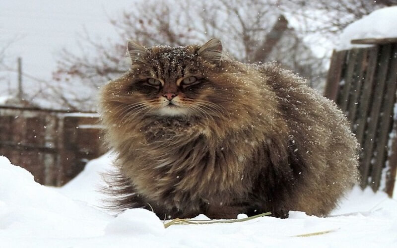 Mèo Siberian khá to bự, nhất là bờm ngay cổ làm nên thương hiệu đắt tiền cho chúng