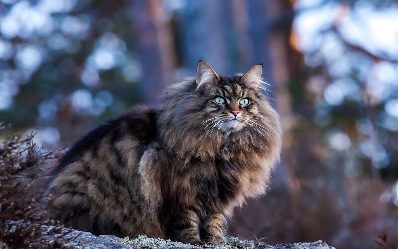 Mèo Siberian là giống mèo hoang nên chúng không cần có chế độ ăn quá phức tạp