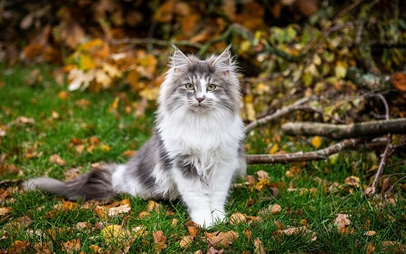 Khi muốn nuôi một con mèo Siberian thì nên cân nhắc trước khi quyết định mua.
