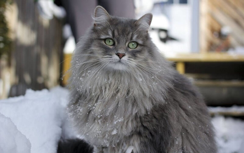 Khi mua mèo Siberian thì cần hỏi rõ nguồn gốc, xuất xứ nơi bán