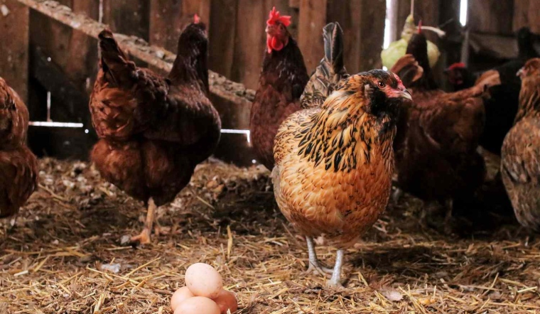 Giá gia cầm hôm nay 05/12/2022: Giá bán giữ nguyên ngày đầu tuần