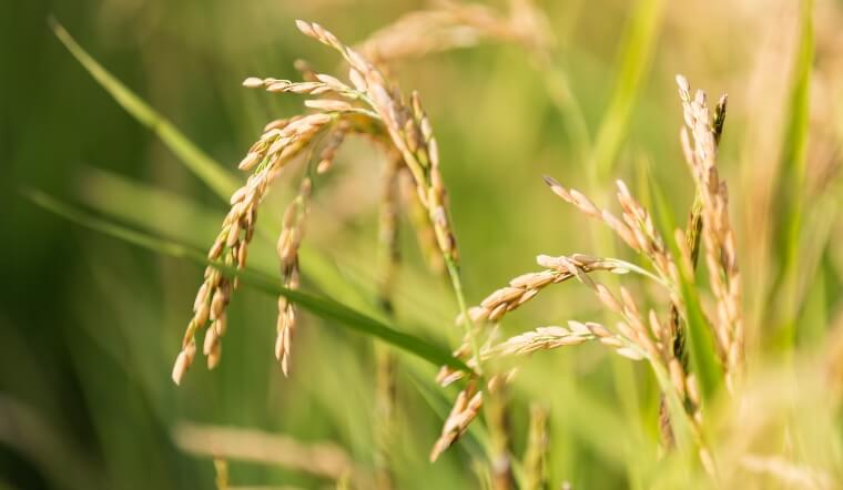 Giá lúa gạo hôm nay 5/12/2022: Lúa OM 5451 giảm 200 đồng/kg