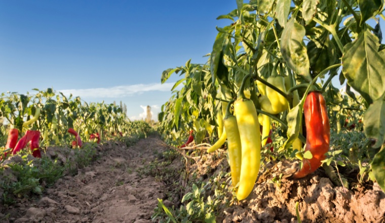 Giá ớt hôm nay 05/12/2022: Giá ớt có sự biến động nhẹ