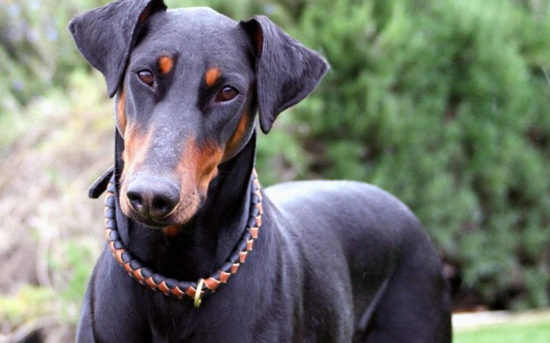 Các màu lông chó Doberman phổ biến