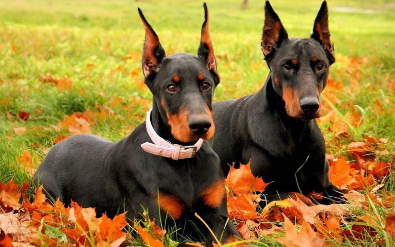 Lý do nên nuôi chó Doberman