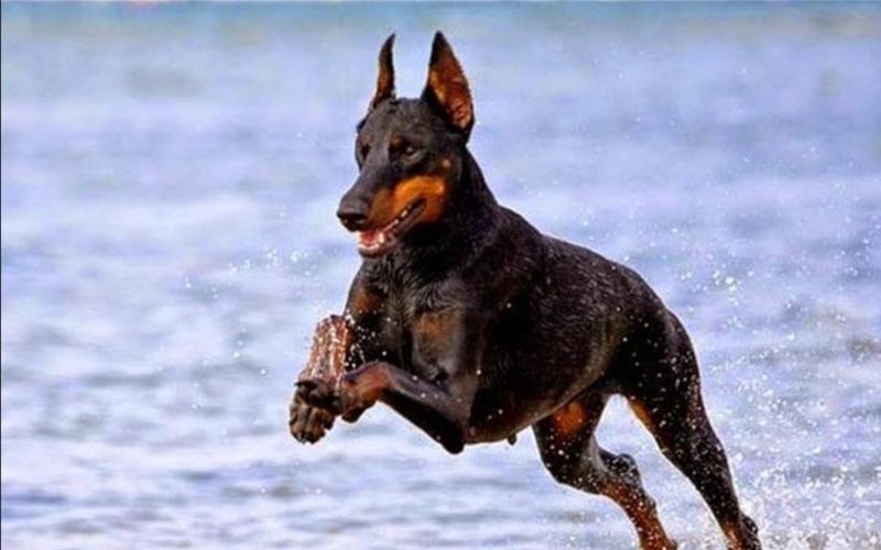 Thức ăn của chó Doberman