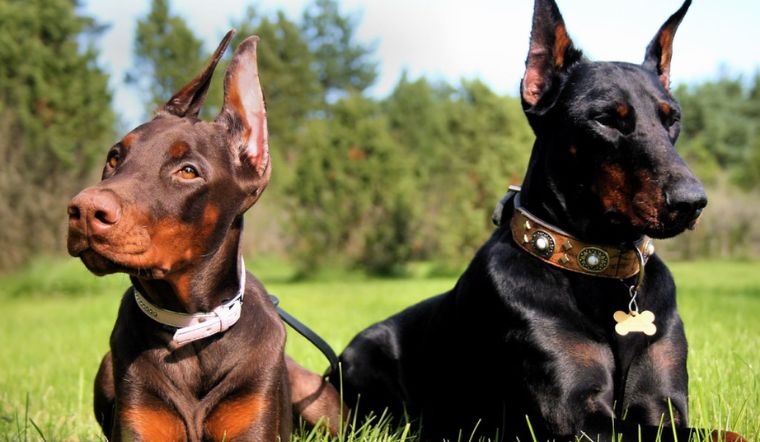 hai chú chó doberman trên bãi cỏ 