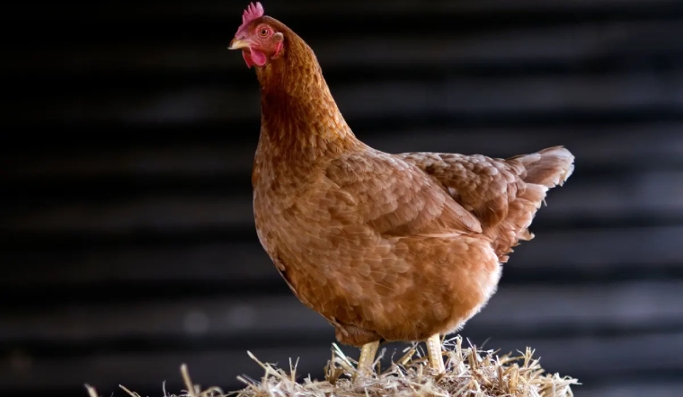 Giá gia cầm hôm nay 06/12/2022: Thị trường giá tiếp tục đi ngang