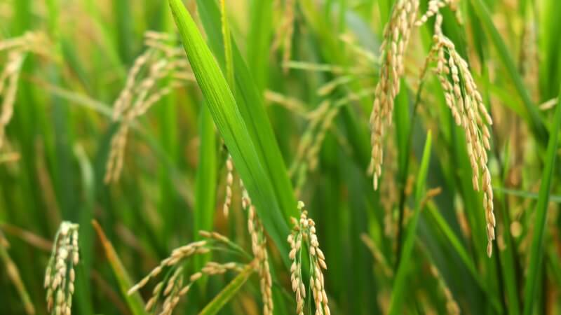 Giá lúa hôm nay 6/12