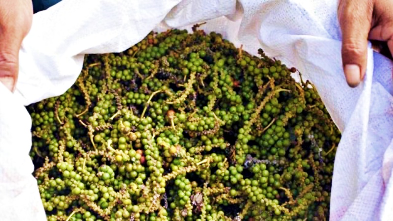 Giá tiêu thế giới