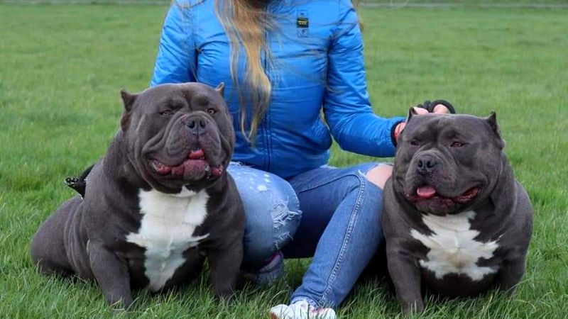 What breed of dog is the Bulldog? Origin, characteristics, farming method, selling price