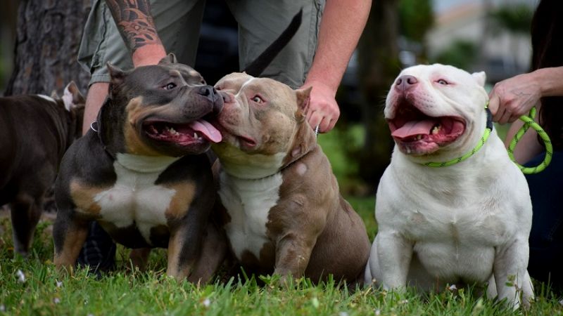 What breed of dog is the Bulldog? Origin, characteristics, farming ...