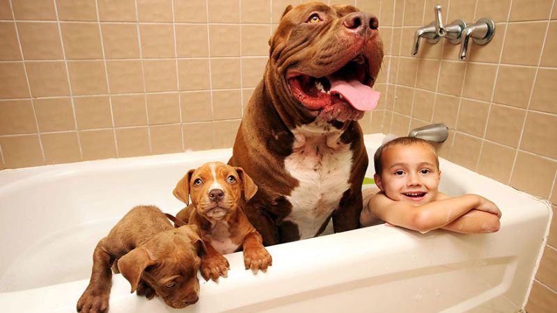 How to take care of and clean Bully dogs