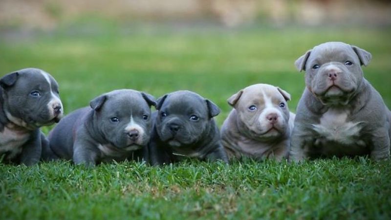 Bully dogs will be sold for a few million to tens of millions