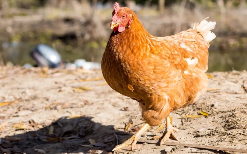 Giá gà hôm nay 07/12 Giá gà hôm nay 07/12