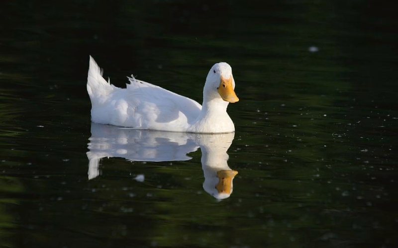 Giá vịt hôm nay 07/12 Giá vịt hôm nay 07/12