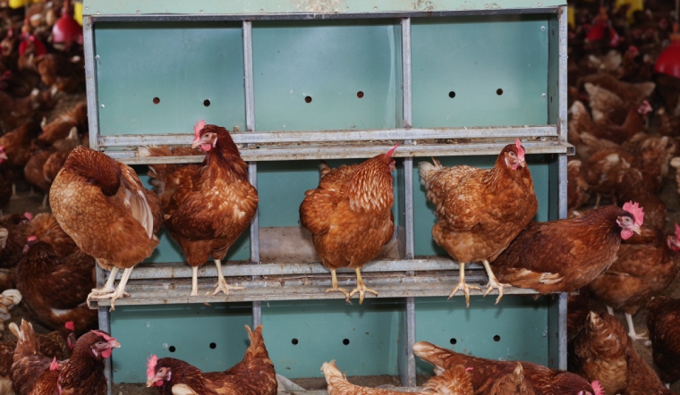 Giá gia cầm hôm nay 07/12/2022: Duy trì đà đi ngang