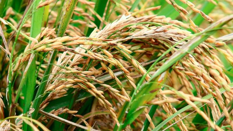 Giá lúa hôm nay 7/12