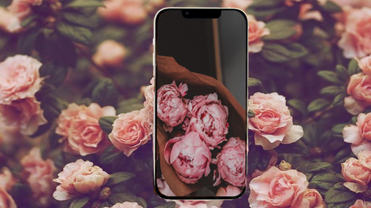 Hình nền hoa mẫu đơn (Peony) cho iPhone vô cùng đẹp mắt dành cho bạn