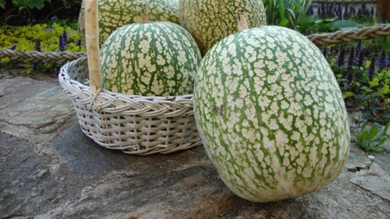 Black pumpkins are loved by many people