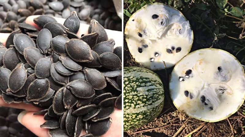 Black pumpkin seeds are more fragrant and oily