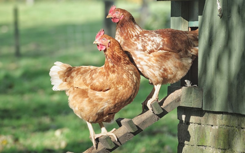 Giá gà hôm nay 08/12 Giá gà hôm nay 08/12