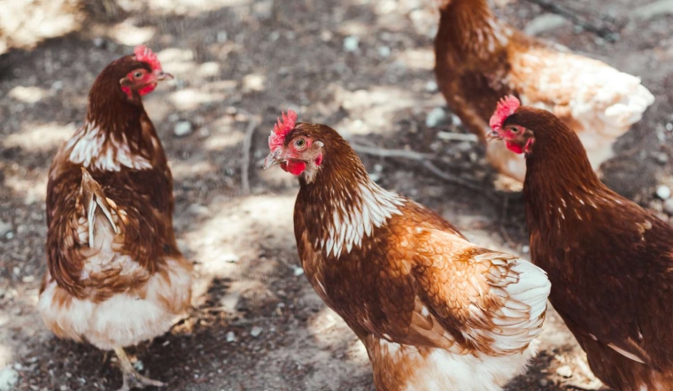 Giá gia cầm hôm nay 08/12/2022: Thêm 1 ngày ổn định giá bán