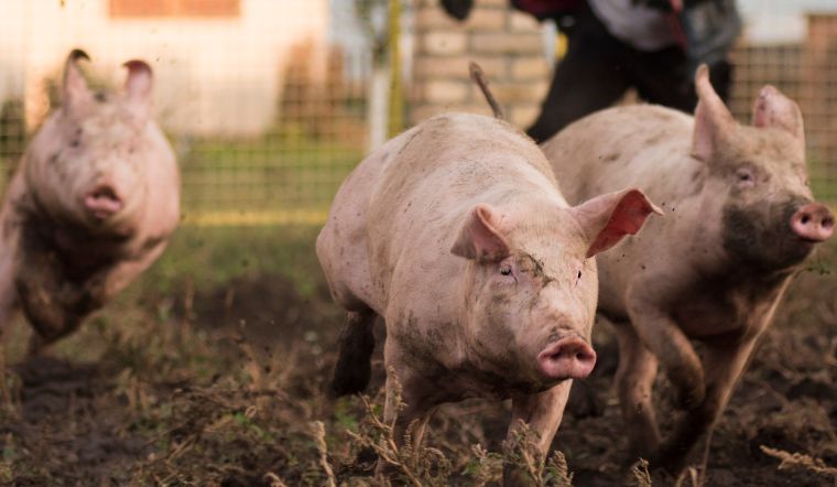 Giá heo hơi hôm nay 8/12/2022: Giảm rải rác một số nơi