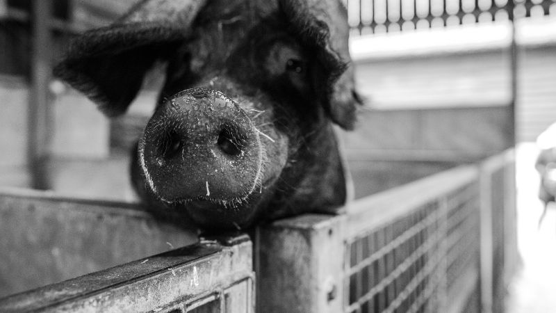 Giá heo hơi hôm nay 8/12 tại miền Trung, Tây Nguyên