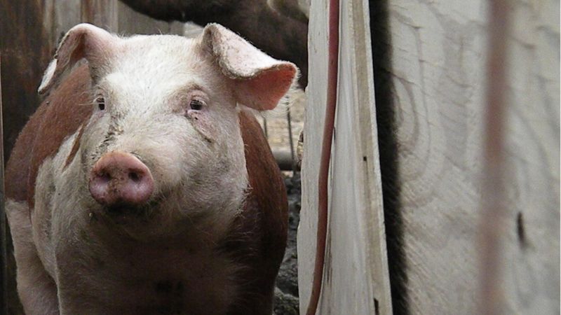 Giá heo hơi hôm nay 8/12 tại miền Nam