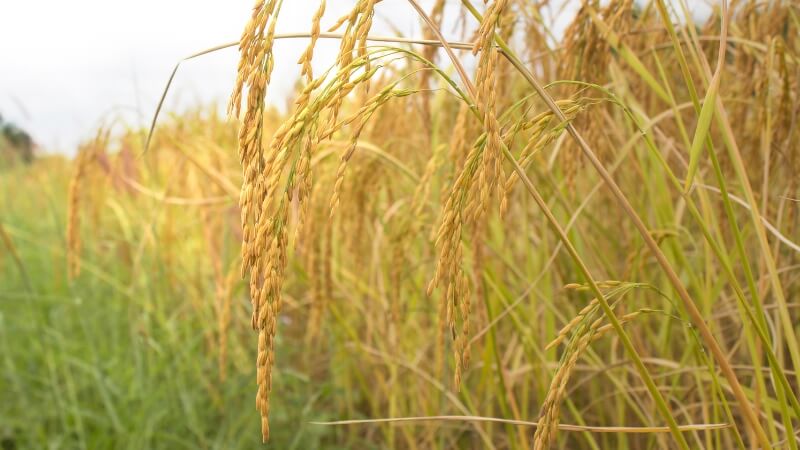 Giá lúa hôm nay 8/12