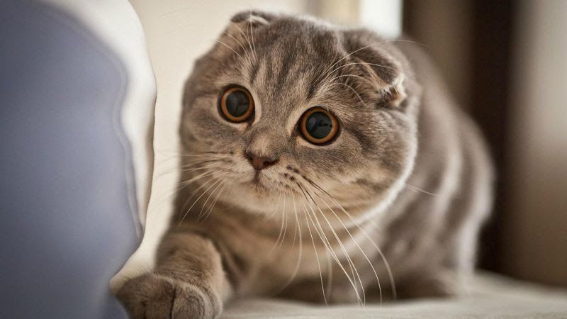 Mèo Scottish tai cụp siêu dễ thương
